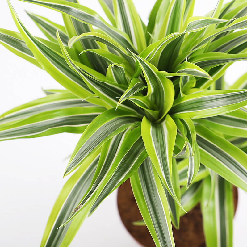 Large Dracaena Lemon & Lime