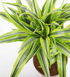 Large Dracaena Lemon & Lime