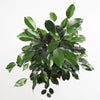 Ficus Benjamina