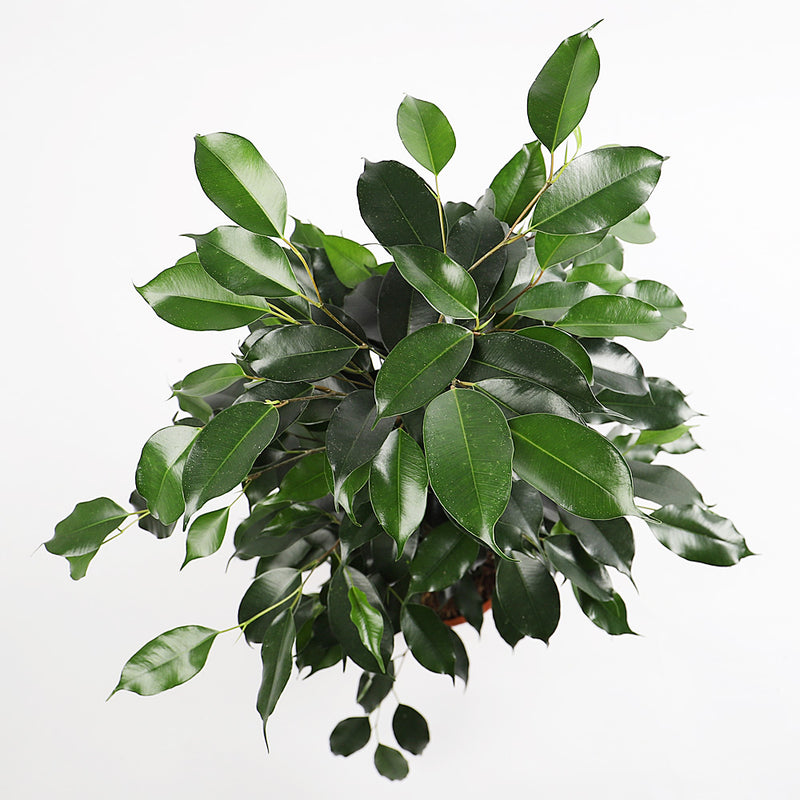 Ficus Benjamina