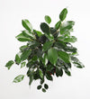 Ficus Benjamina