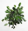 Large Ficus Benjamina