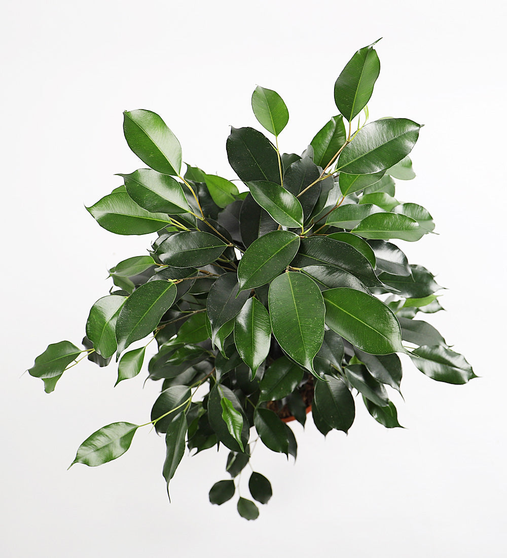 Ficus Benjamina