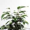 Ficus Benjamina