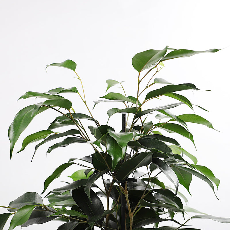 Ficus Benjamina