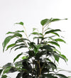 Large Ficus Benjamina