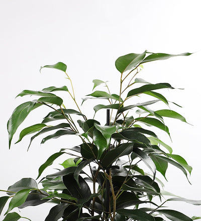 Large Ficus Benjamina