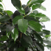 Ficus Benjamina