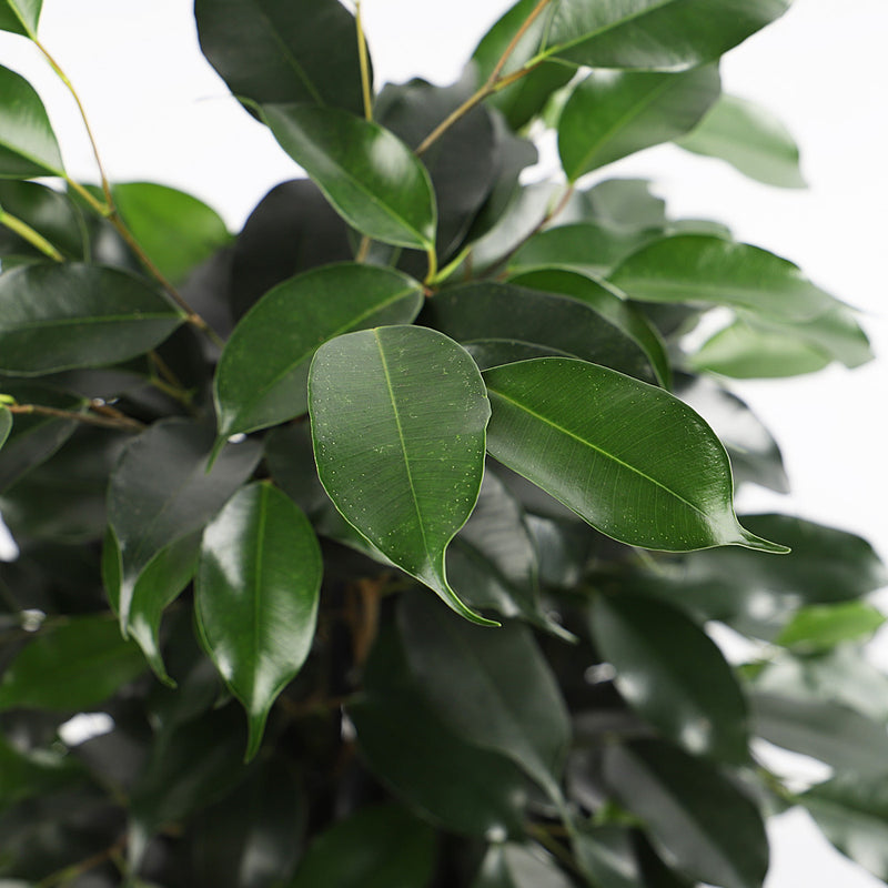 Ficus Benjamina