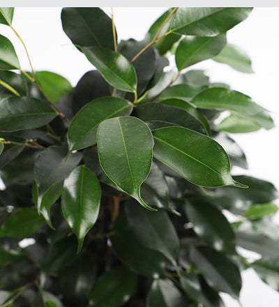 Large Ficus Benjamina