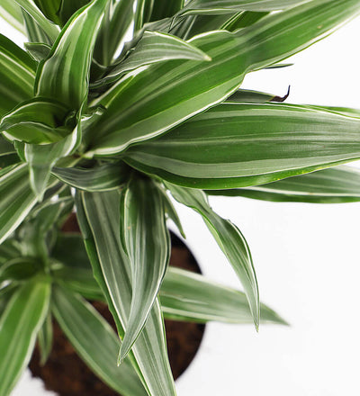 Large Dracaena Fragrans Warneckei