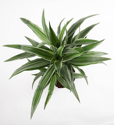 Large Dracaena Fragrans Warneckei