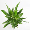 Dracaena Fragrans Steudneri