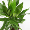 Dracaena Fragrans Steudneri