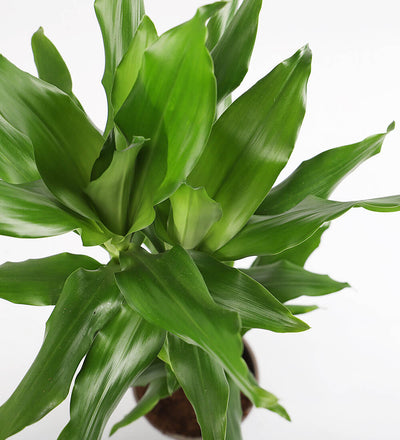 dracaena fragrans steudneri Dracaena Fragrans Steudneri