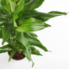 Dracaena Fragrans Steudneri