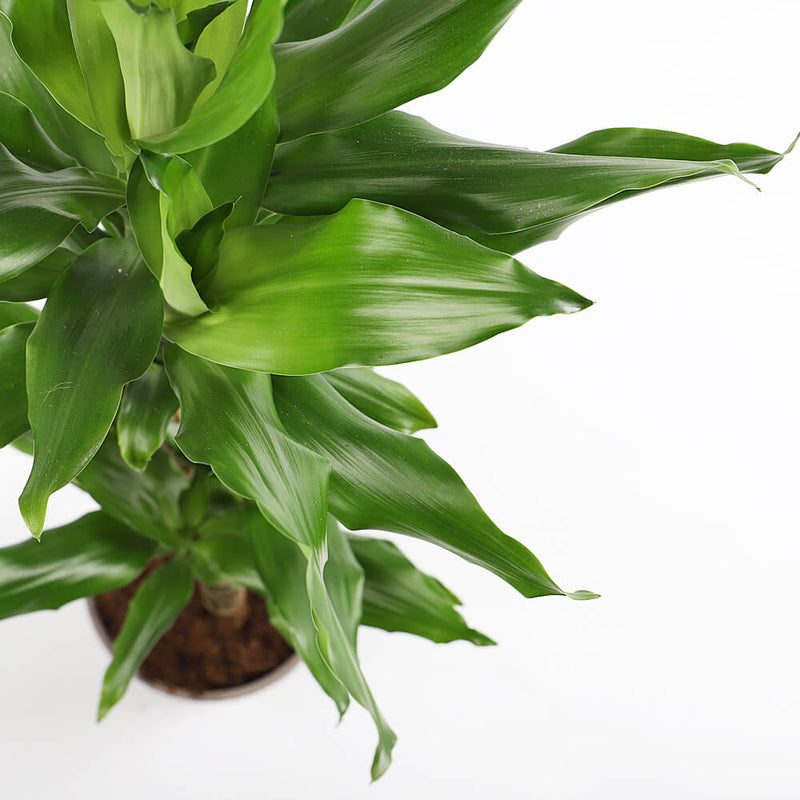 Dracaena Fragrans Steudneri
