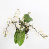 White Orchid & Pot