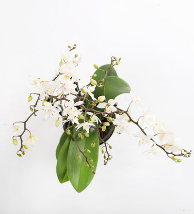 White Orchid & Pot