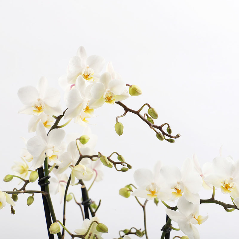 White Orchid & Pot