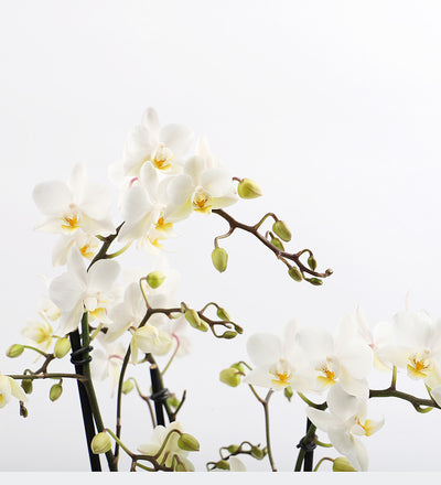 White Orchid & Pot