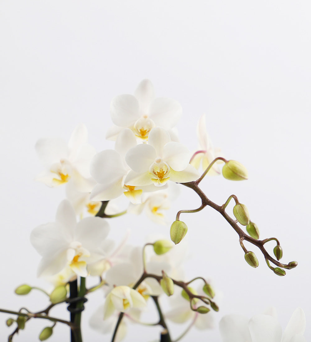 White Orchid & Pot