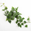 Hanging Heartleaf Philodendron