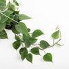 Hanging Heartleaf Philodendron