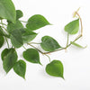 Hanging Heartleaf Philodendron