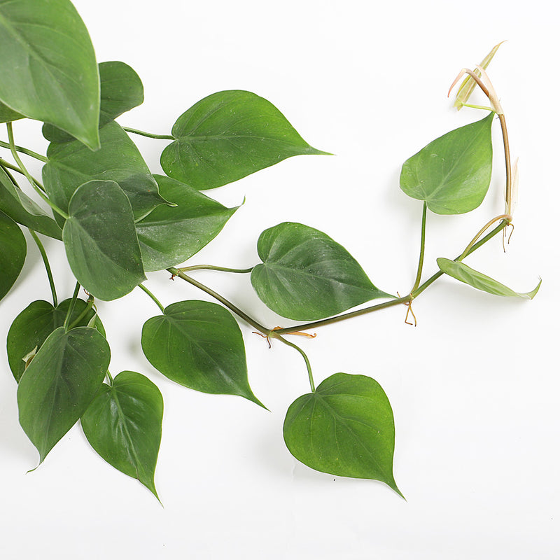 Hanging Heartleaf Philodendron