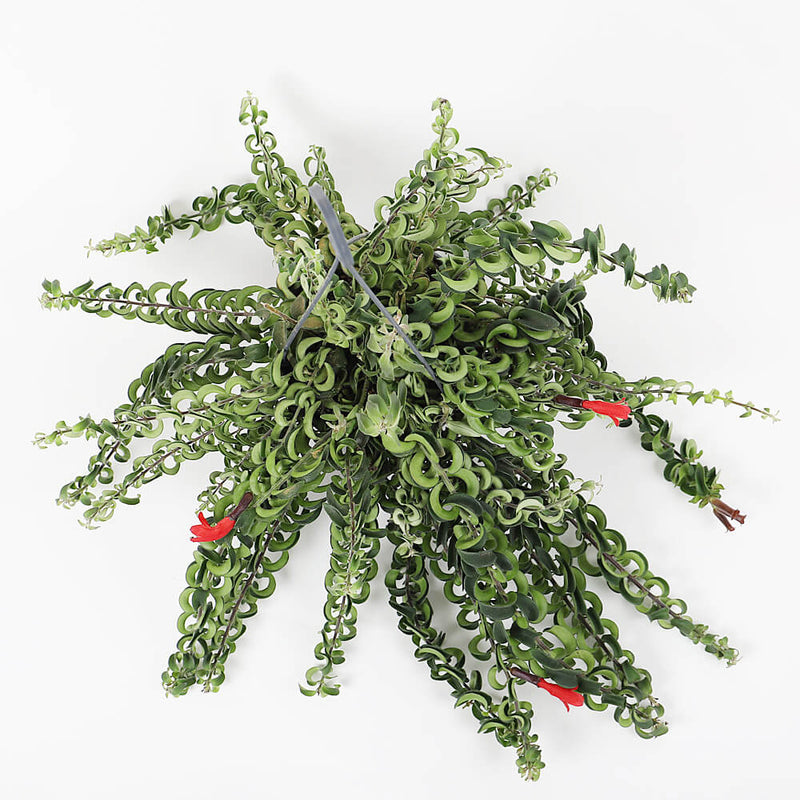 Lipstick Plant