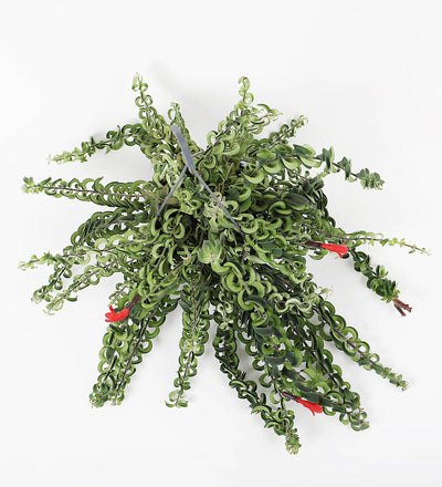 Lipstick Plant