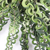 Lipstick Plant
