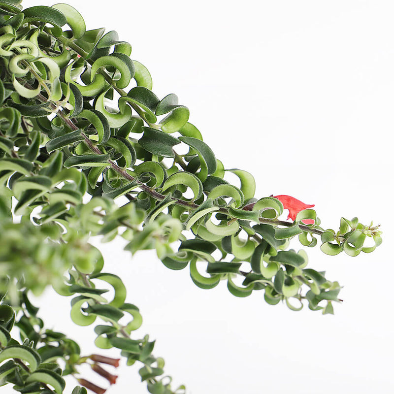 Lipstick Plant