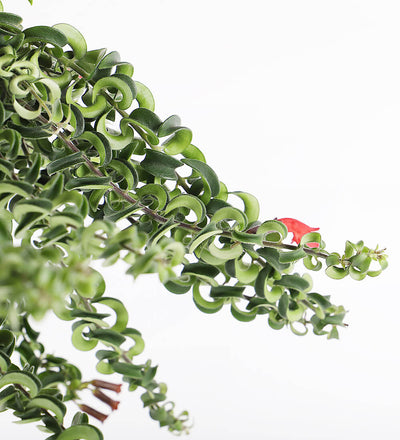Lipstick Plant