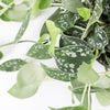 Hanging Satin Pothos