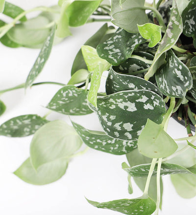 Hanging Satin Pothos