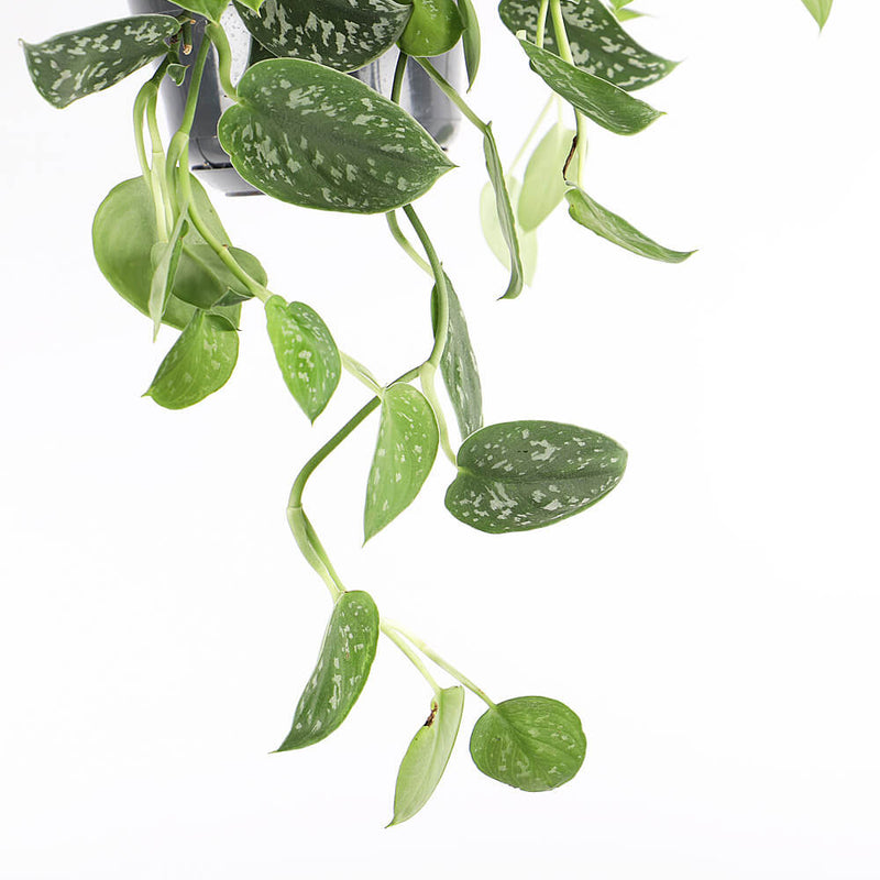 Hanging Satin Pothos