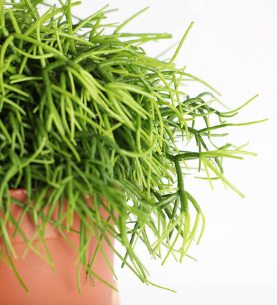 Rhipsalis Oasis