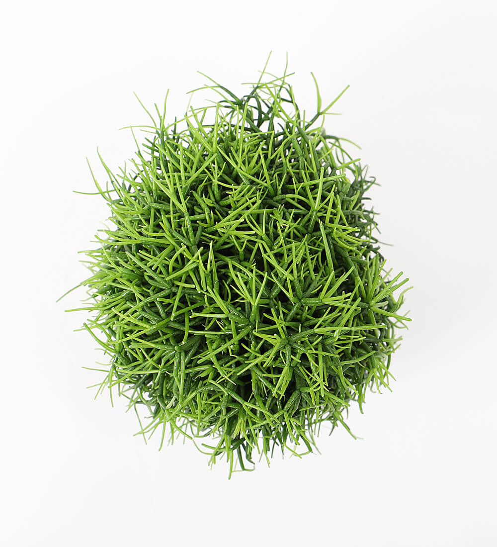 Rhipsalis Oasis