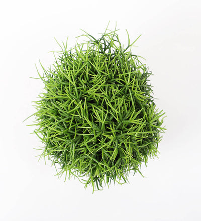Rhipsalis Oasis