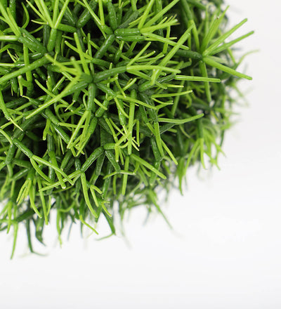 Rhipsalis Oasis