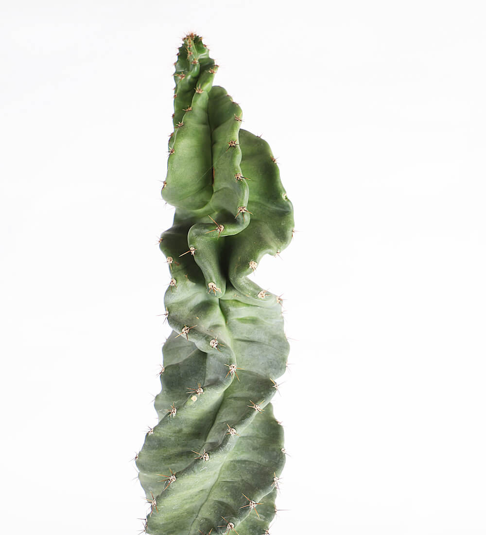 Spiral Cactus