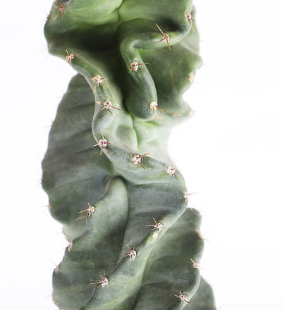Spiral Cactus