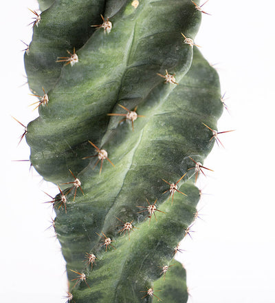 Spiral Cactus
