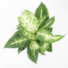 Dumb Cane