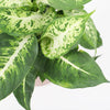 Dumb Cane