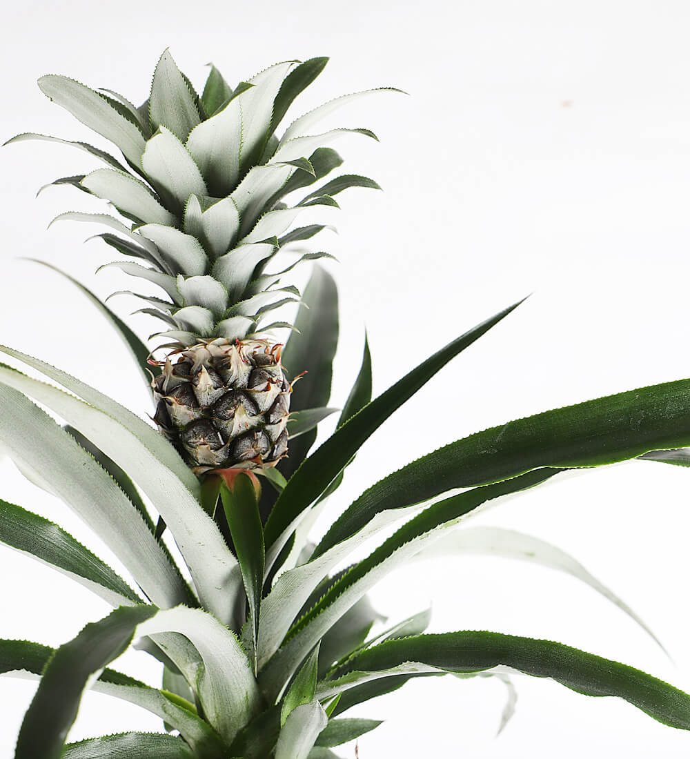 Pineapple Plant