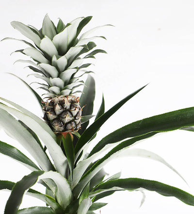 pineapple plant uk Buy the Pineapple Plant (Ananas comosus) Indoor Houseplant with Nationwide Delivery
