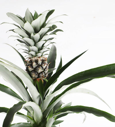 Pineapple Plant & Pot